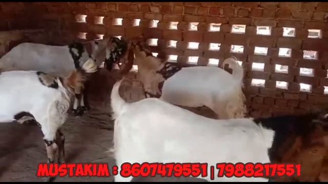 Heavy Weight Goat 80-100kg | Qurbani Bakre | Mustakim Mewaat Goat Farm | India's Biggest Goat marke смотреть онлайн
