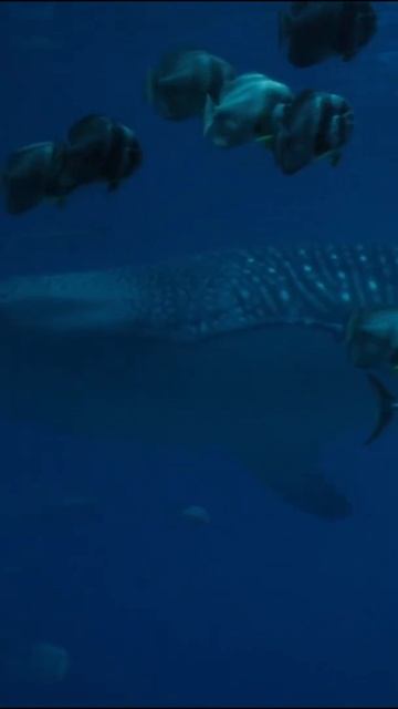 The biggest water animal in the world #shorts смотреть онлайн