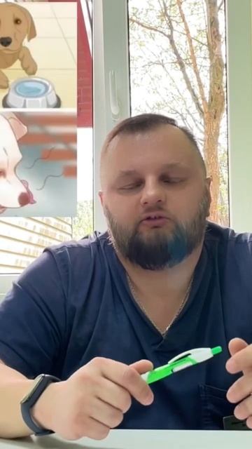 Заворот желудка у собак смотреть онлайн