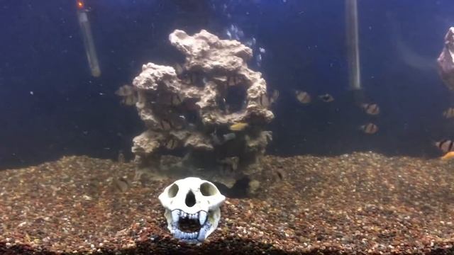 BEFORE and AFTER! Tropical Fish Aquarium Make-over for my Tiger Barbs! смотреть онлайн