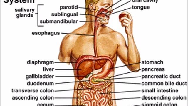 Gastrointestinal Level 3 Magee #2 смотреть онлайн