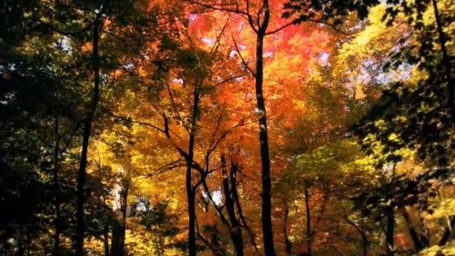 "Поздний путник" смотреть онлайн