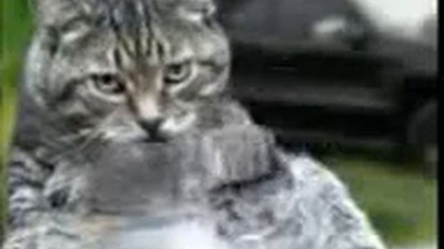 пьяная феня котов-поздравка.3gp смотреть онлайн