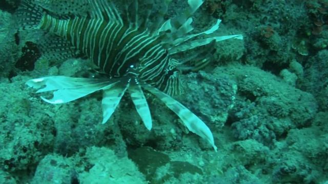 4 Clearfin Lionfish смотреть онлайн