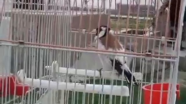 МОЙ ЧЕРНОГОЛОВЫЙ ЩЕГОЛ. смотреть онлайн