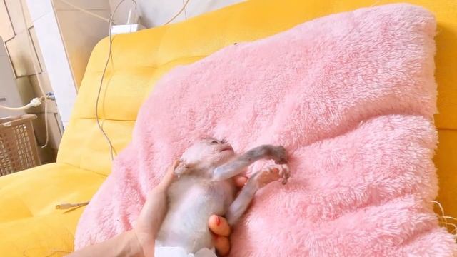 Mom took newborn baby monkey Dino sunbathe to make his body healthier before visiting the vet смотреть онлайн