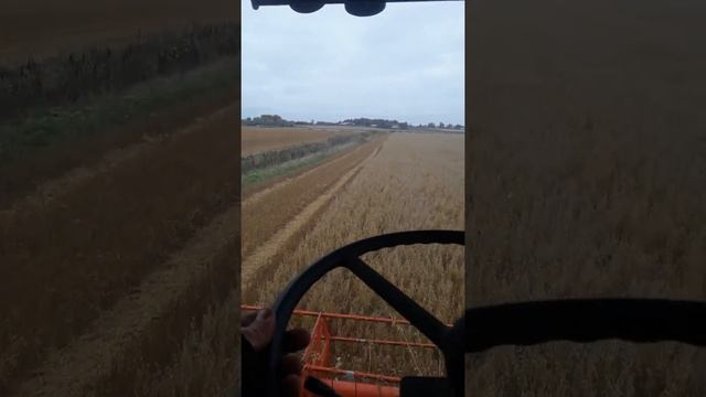 Threshing with Claas Mega 202 смотреть онлайн