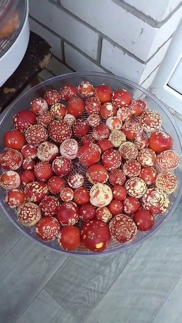 Сушка отборных, нераскрывшихся шляпок мухоморов смотреть онлайн