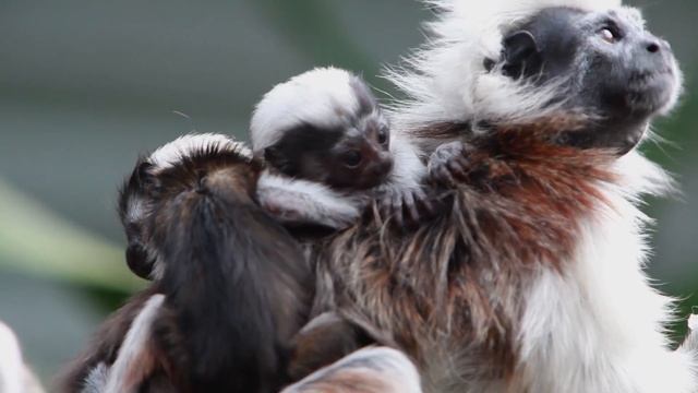 New born Cotton-Top Tamarin babies смотреть онлайн