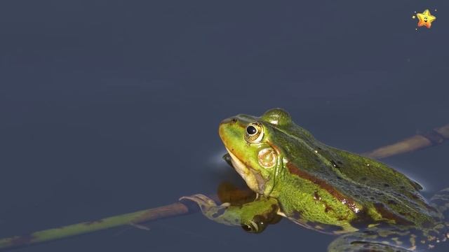 Учим животных Сборник Монтессори Угадай Домики Как говорят Животные Развивающие мультики для детей смотреть онлайн
