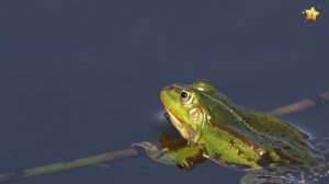 Учим животных Сборник Монтессори Угадай Домики Как говорят Животные Развивающие мультики для детей