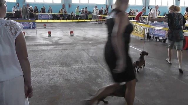 00135 CACIB Minsk 2 june 2013 СРАВНЕНИЕ НА ЛУЧШЕГО RCACIB кобели SS смотреть онлайн