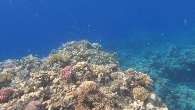 🇪🇬 Отель Sharm Inn Amarein пляж Farana переселение в Verginia Sharm Resort