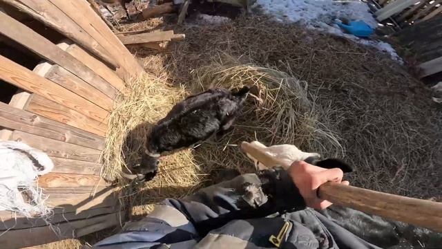 03.03.24г. На прогулке ... и сено привезли. Снова козы, козлята и тёлка Глафира - зажигают! смотреть онлайн
