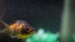 Алла Ковальчук не пускает сына . Анжелика Снежинская перекрутила #аллаковальчук #анжеликаснежинская