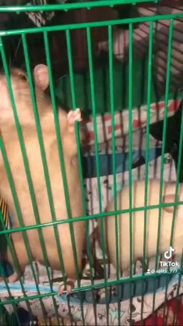 До слёз крысы поют!!! смотреть онлайн