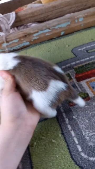 Девчуля ищет своих родителей 🔛 #dogs #cat #собака #рекомендации #kitten #funnydogs #catlover #puppy смотреть онлайн
