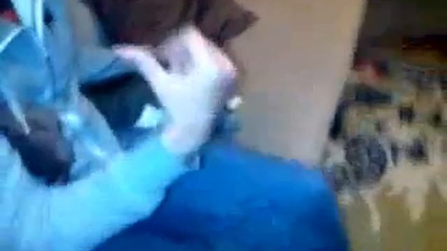 Суровый кот наказал своего обидчика смотреть онлайн