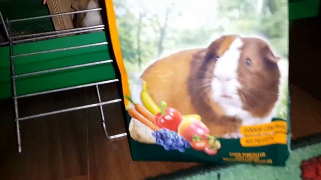 Морская свинка Туся смотреть онлайн