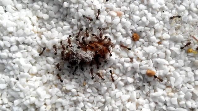 Tetramorium Bicarinatum Timelapse.