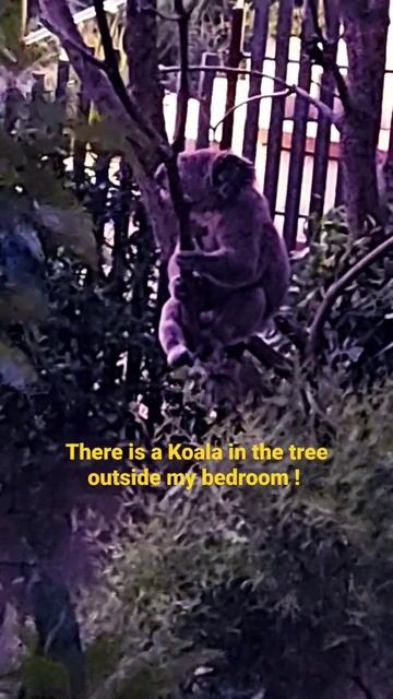 There is a Koala in the tree outside my bedroom 😄🤟 смотреть онлайн