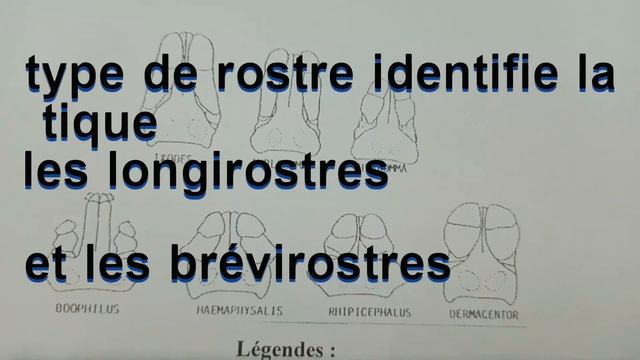 LES TIQUES EN MILIEU TROPICAL : UN DANGER POUR LE BETAIL AU MALI смотреть онлайн