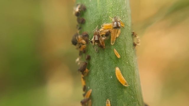 Aphidoletes aphidimyza VS Aphis Fabae ( Pulgón de las Habas) смотреть онлайн