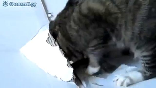 Целеустремлённый котяра смотреть онлайн