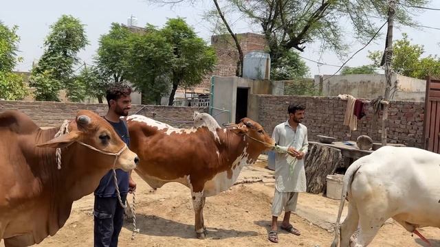 10 Lakh Mein 3 Janwar Khareed Liye смотреть онлайн