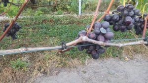 Виноград Велетень огляд г/ф селекції Писанки О.М.