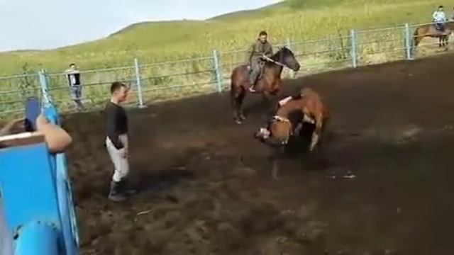 Дикие лошади смотреть онлайн