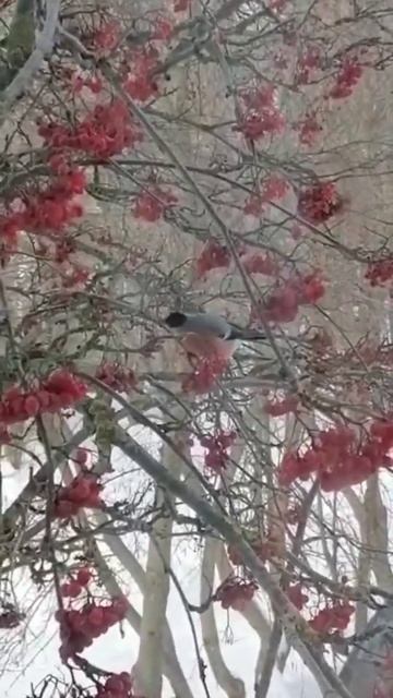 🦜ЗА ОКОШКОМ СНЕГИРИ🦜#Shots🦜 смотреть онлайн