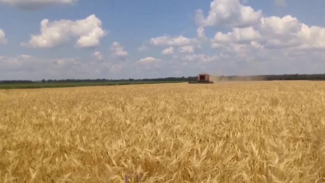 01.07.2020 молотим ячмінь! смотреть онлайн