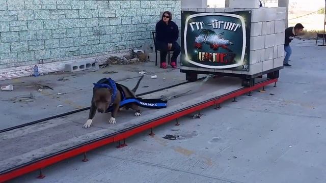 MAD MAX - WEIGHT PULL (Pit-Sport Cd. Juarez) смотреть онлайн