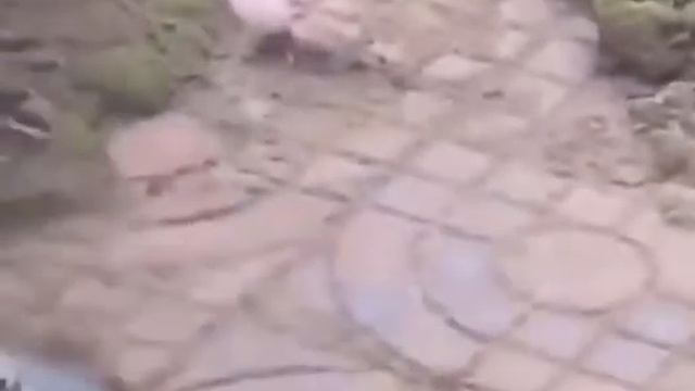 Насадка на садовый триммер LIVE& World смотреть онлайн