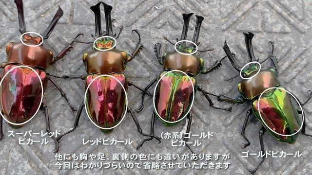 「スーパーレッドピカール 」極赤 ニジイロクワガタ（ピカール血統）Phalacrognathus muelleri смотреть онлайн