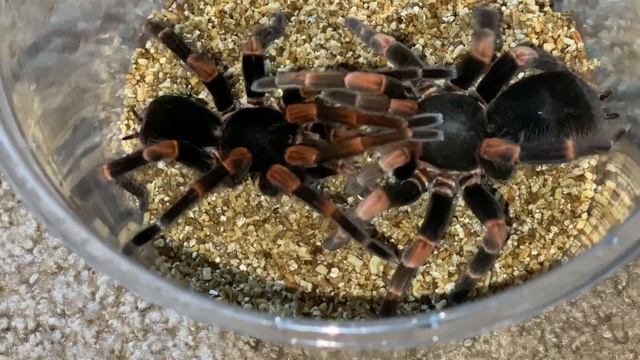Megaphobema mesomelas Mating Success смотреть онлайн