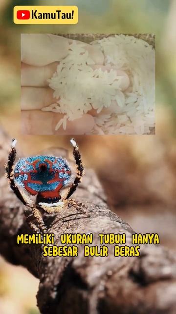 Laba-Laba Merak | #shorts #kamutau #faktamenarik #hewan смотреть онлайн
