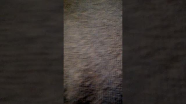 Наши животные их жизнь смотреть онлайн