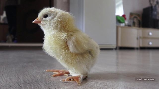 Цыплёнок испугался смотреть онлайн