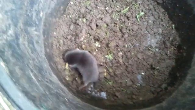 Mole squeals like hell смотреть онлайн
