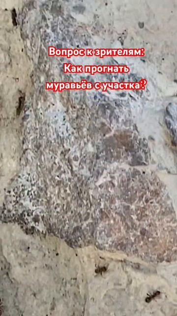 Как прогнать муравьев с участка? #муравьи #какпрогнатьмуравьев #муравьинаогороде смотреть онлайн