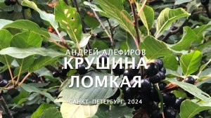 Крушина ломкая. Алефиров А.Н.