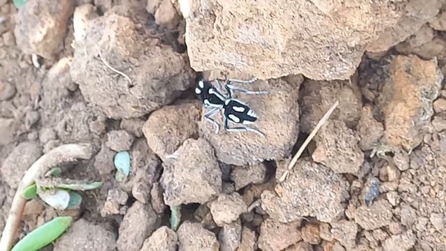 Formiga Onça - Bastante comum na nossa regiao. смотреть онлайн