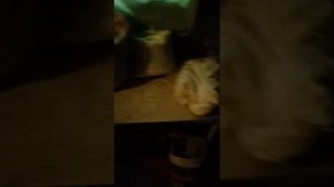 Положительный отзыв о грануляторе Соловей1  г.Курск