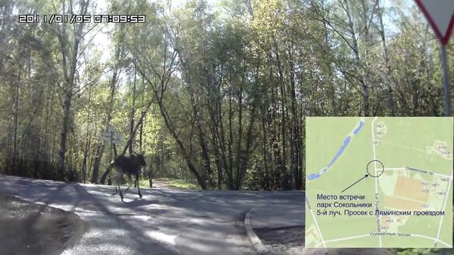 Лось в Сокольниках смотреть онлайн