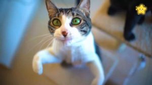 ДУБА ДУБА ДУБА Кошка мяукает мяу Весёлые котята танцуют и поют Мяуканье кошек для детей