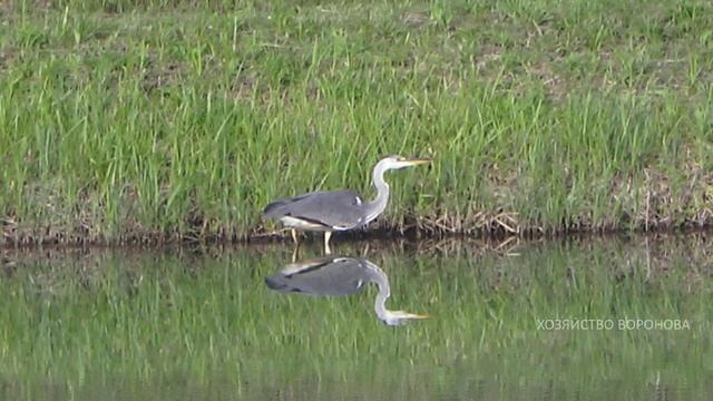 Цапля испугалась. Пруд с рыбой не принёс ей удачу смотреть онлайн