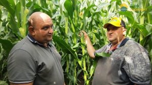 Рост 4 м, опыт выращивания кукурузы на силос гибрид Чемп, с. Красная Речка,  #силос #фермер #мача