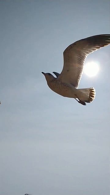 Agitation. En plein vol. Je vole, je crie, j'ai faim! Лечу, кричу, жрать хочу... смотреть онлайн